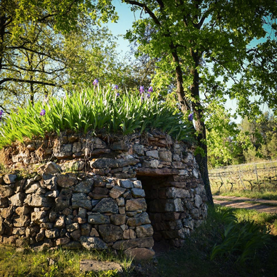 Passeig de vinya i pedra seca al celler Abadal