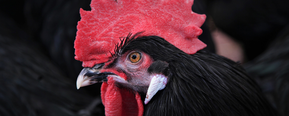 El gall del Penedès