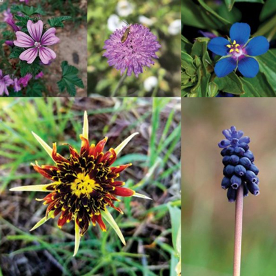 Flora silvestre a Sant Sadurní de l'Heura, Consorci de les Gavarres, 2025