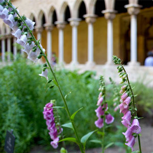 Visita 'Herbarius. Plantes i remeis a l'edat mitjana' - Monestir de Pedralbes 2019