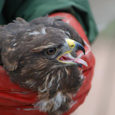 Alliberament de fauna salvatge a l'Estany d'Ivars i Vila-sana, 2026