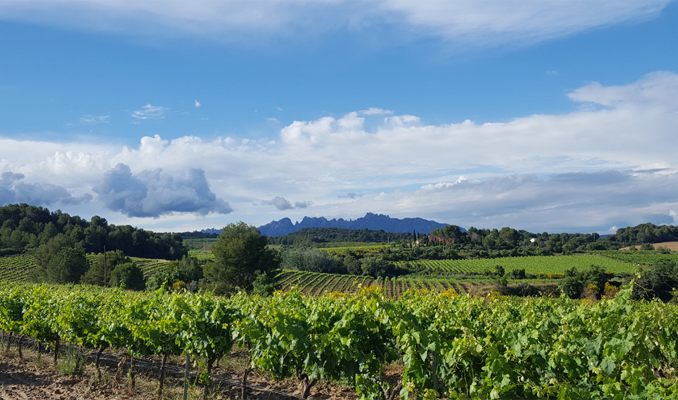 La Primavera del Cava