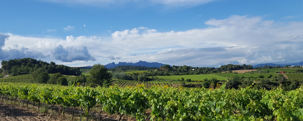 La Primavera del Cava