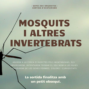 Sortida 'Mosquits i altres invertebrats' - Torredembarra 2019