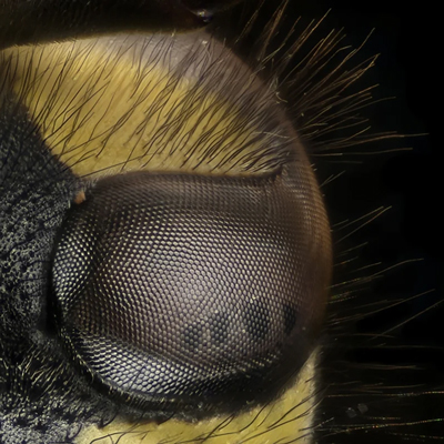 Exposició 'Vida secreta: descobrint la fauna urbana' de Máher Fahim Fernández