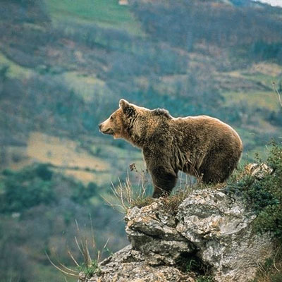 L'Ós Bru, MónNatura, Pirineus, 2020