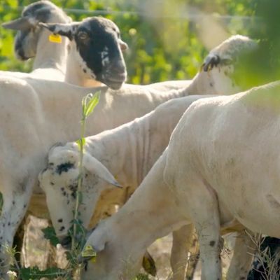 Cicle Vinya Viva: coneix les nostres ovelles, Ovelles, Cicle Vinya Viva, Família Torres