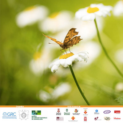 Dia de les Papallones, Papallones, Cerdanya, Pirineus, 2020