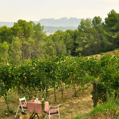 Pícnic a la vinya d'Albet i Noya durant la verema, 2020