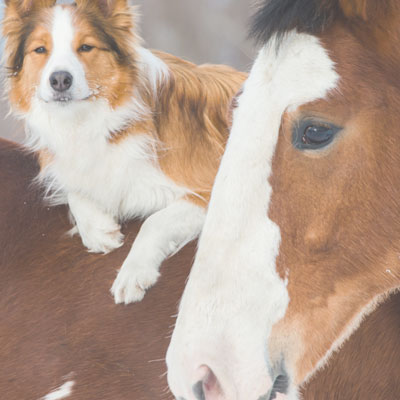 Gos i cavall, Xerrada 'Animals i la nostra relació amb ells', El Vendrell, 2022