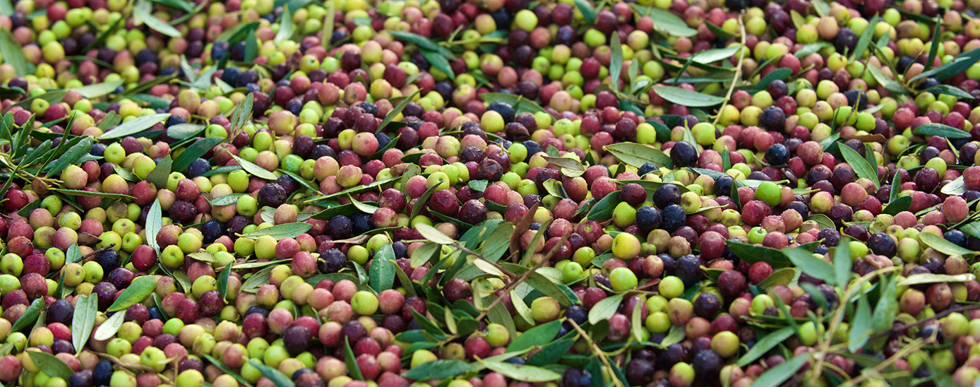 Collita d'olives, a La Fatarella