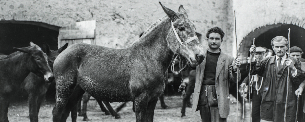 Un firandant amb una de les seves mules a l'antiga fira de Salàs