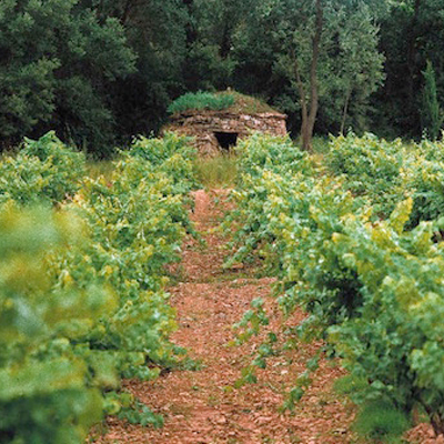 Passeig de vinya i pedra seca al celler Abadal