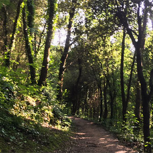 boscos de la comarca de la Garrotxa