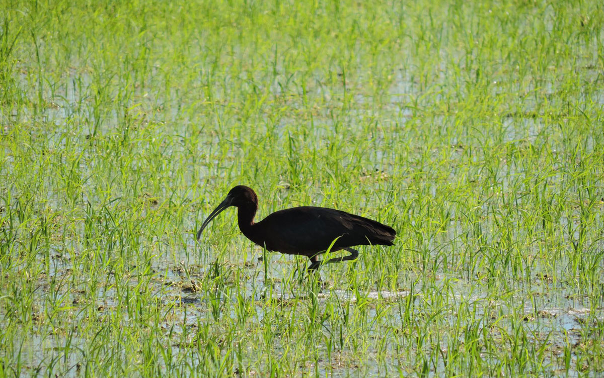 Birdwatching