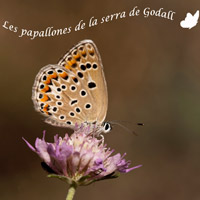 Exposició 'Les papallones de la serra de Godall'