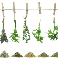 Taller familiar de plantes aromatiques 'Milfulles'